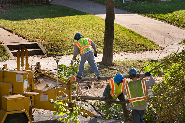 Trusted Smithfield, UT Tree Removal and Landscaping Services Experts